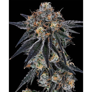 Blue Fumez | Grounded Genetics