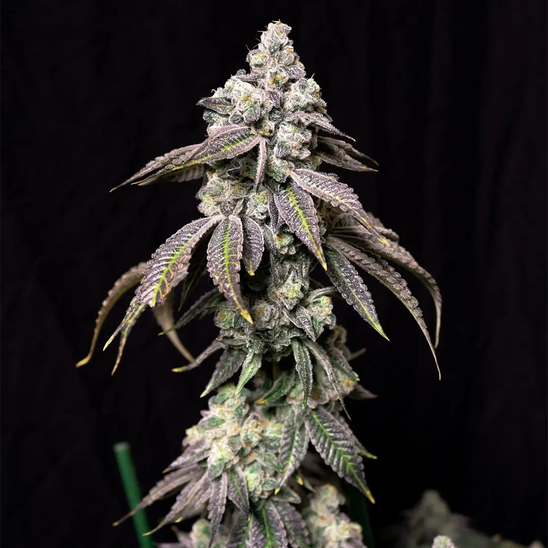 Blueberry Fudge | Lovin In Her Eyes