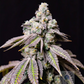 Blueberry Fudge | Lovin In Her Eyes