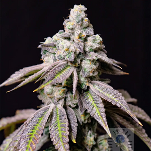 Blueberry Fudge | Lovin In Her Eyes