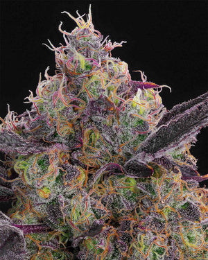 Blueberry Zkunk | Grounded Genetics