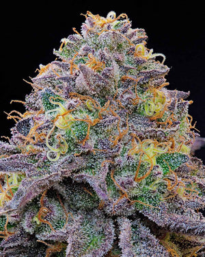 Blue Gelonade | Grounded Genetics