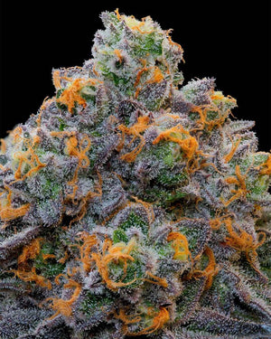 Bluzcotti | Grounded Genetics