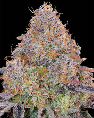 Bluzzi | Grounded Genetics