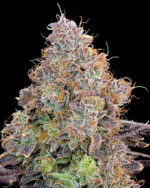 Bluzzi | Grounded Genetics