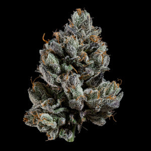 Bowtie | Wizard Trees