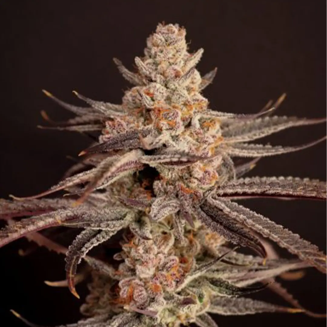 Boardwalk Bubba | Lovin In Her Eyes