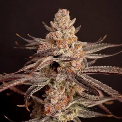 Boardwalk Bubba | Lovin In Her Eyes