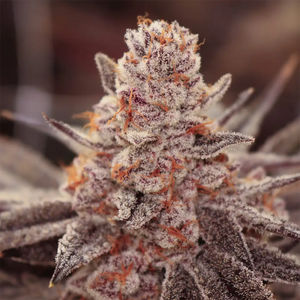 Boardwalk Bubba | Lovin In Her Eyes