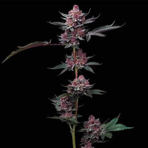 Cherry Poppers | Barneys Farm - Only Seeds Europe