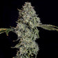 Grape Pak