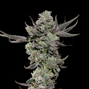 Cali Tings | Wizard Trees