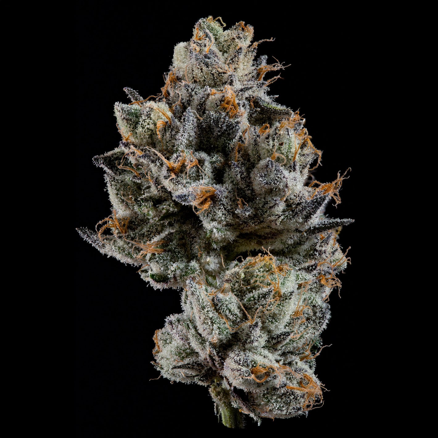Cali Tings | Wizard Trees