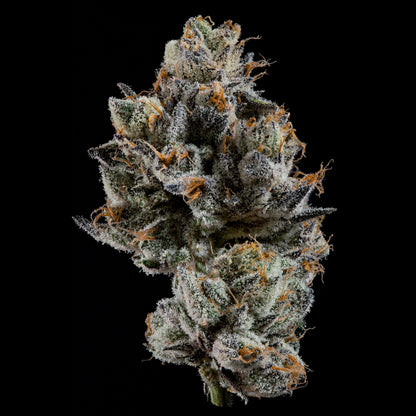 Cali Tings | Wizard Trees