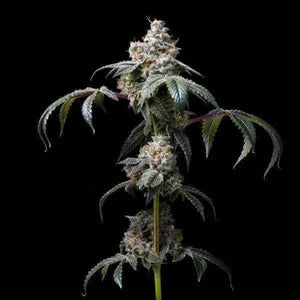 Dirty Diana | Cookies Seeds