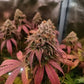 Cherry Rosa | Square One Genetics