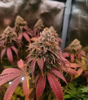 Cherry Rosa | Square One Genetics