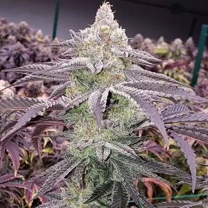 Colin OG RBX | Ethos Genetics