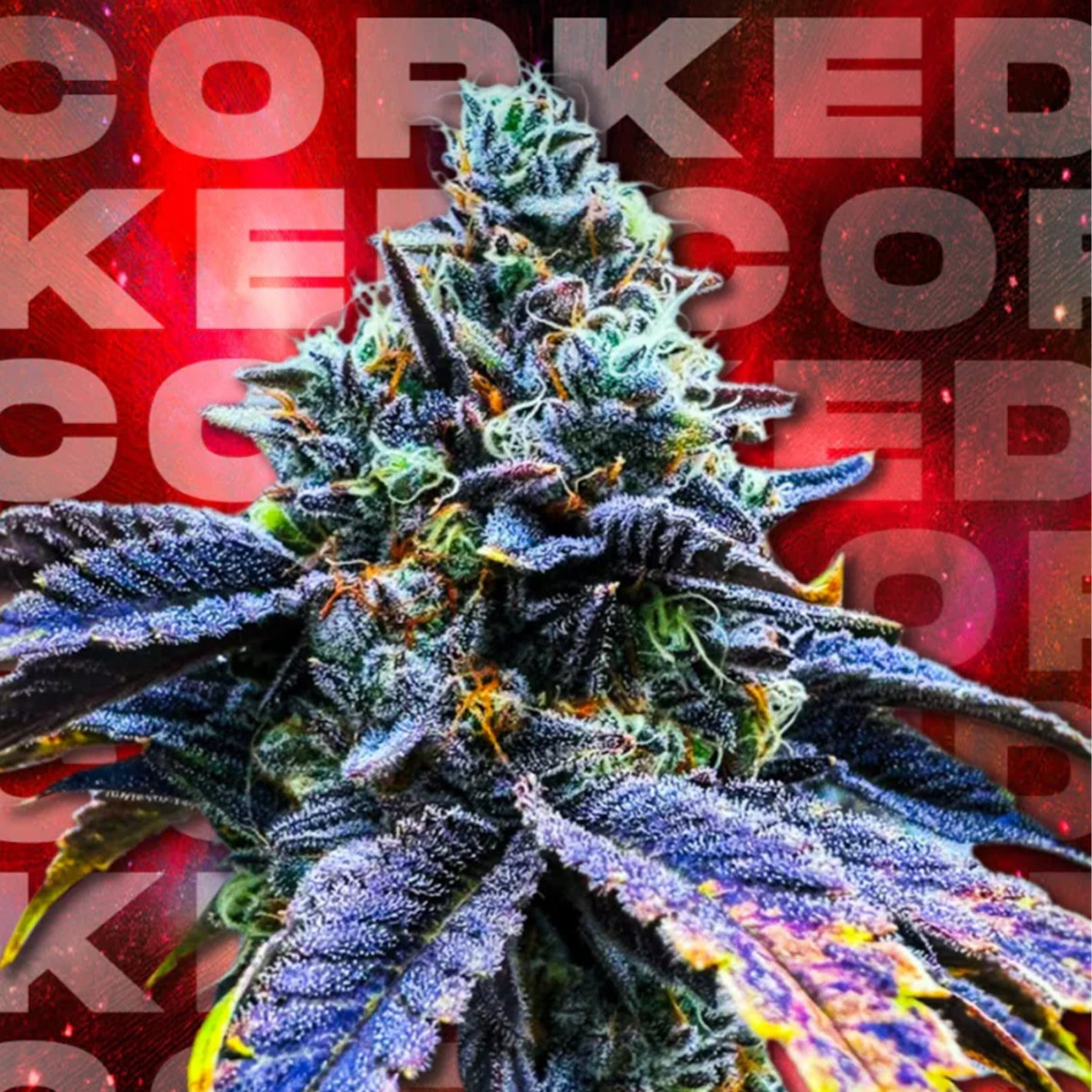 CORKED (Sour D x Zangria)