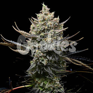 Corn Syrup | Cookies Seeds