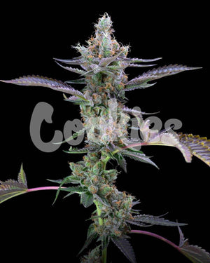 Dirty Money | Cookies Seeds