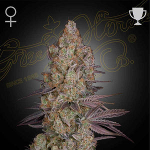 Exodus Cheese | Green House Seeds