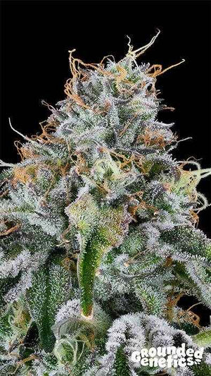 Easy Money | Grounded Genetics