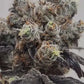 Fifty Shades of Rainbow | Mainely Genetics