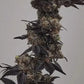 Fifty Shades of Rainbow | Mainely Genetics