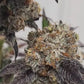 Fifty Shades of Rainbow | Mainely Genetics
