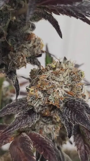 Fifty Shades of Rainbow | Mainely Genetics