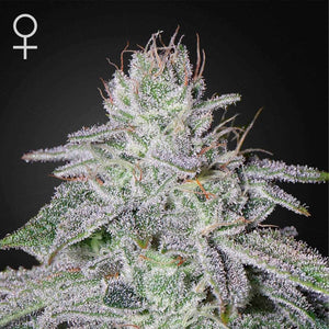 Franco's Lemon Cheese | Green House Seeds