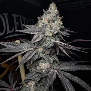 Lucid Vision | Solfire Gardens