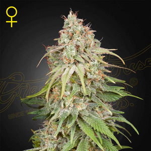 GH Amnesia | Green House Seeds