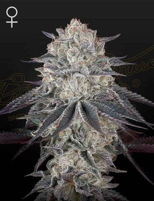 Fullgas! | Green House Seeds
