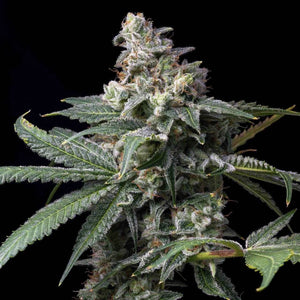GMO x Hollywood | Cookies Seeds