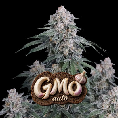 GMO Auto | Fast Buds