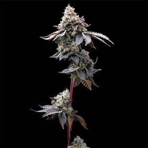 GMO Cookies | Barneys Farm - Only Seeds Europe