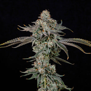 Gas Gimlet | Wizard Trees