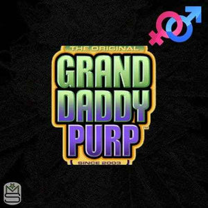 Grand Daddy Purp (Regulär)