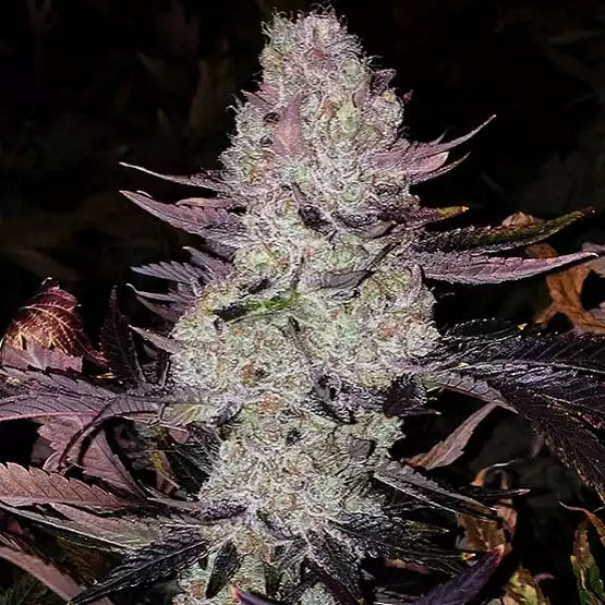 Grape Diamonds R2 | Ethos Genetics