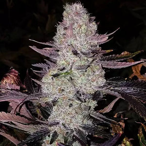 Grape Diamonds R2 | Ethos Genetics