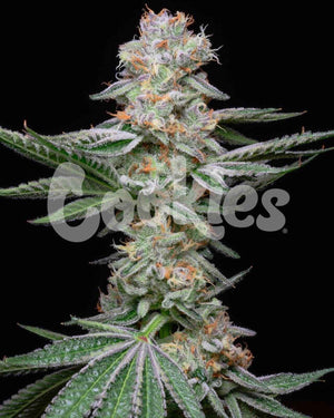 Grapefruitz | Cookies Seeds