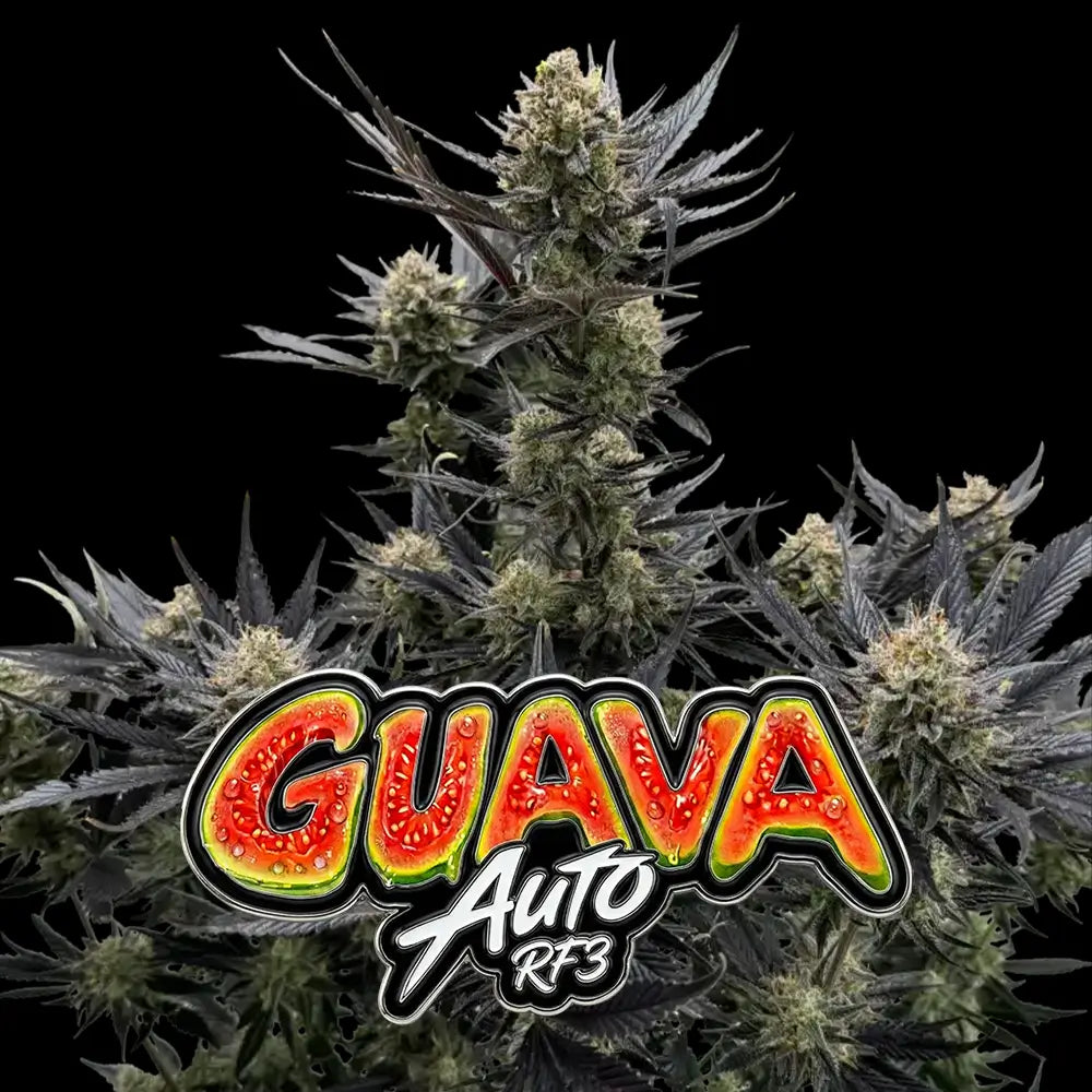Guava Auto RF3 | Fast Buds