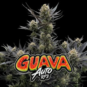 Gauva Auto RF3 | Fast Buds