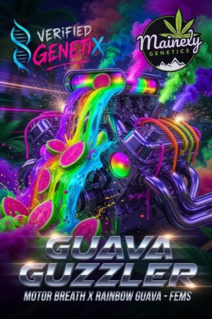 Guava Guzzler | Mainely Genetics