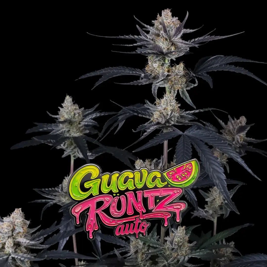 Guava Runtz Auto | Fast Buds