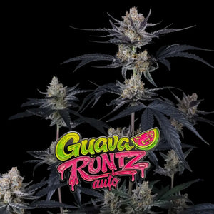 Guava Runtz Auto | Fast Buds