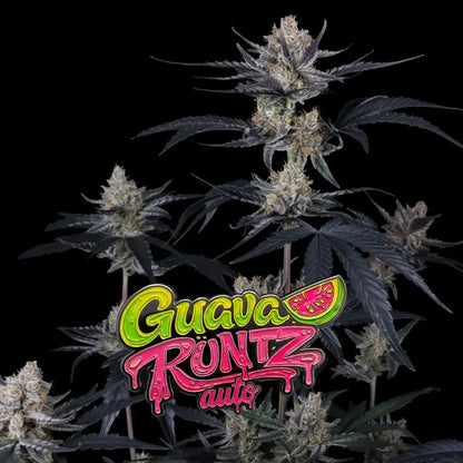 Guava Runtz Auto | Fast Buds