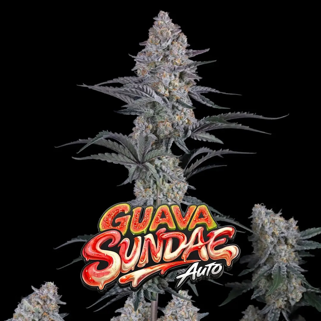 Guava Sundae Auto | Fast Buds